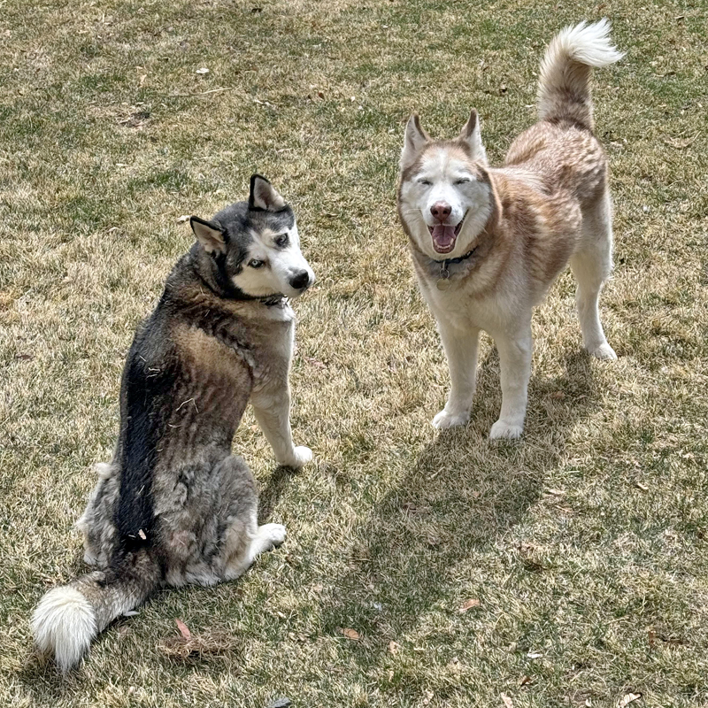 2 Huskies looking at the camera 
