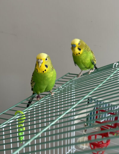 two birds on top of cage