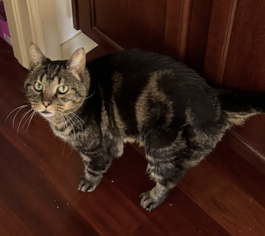 cat looking at camera