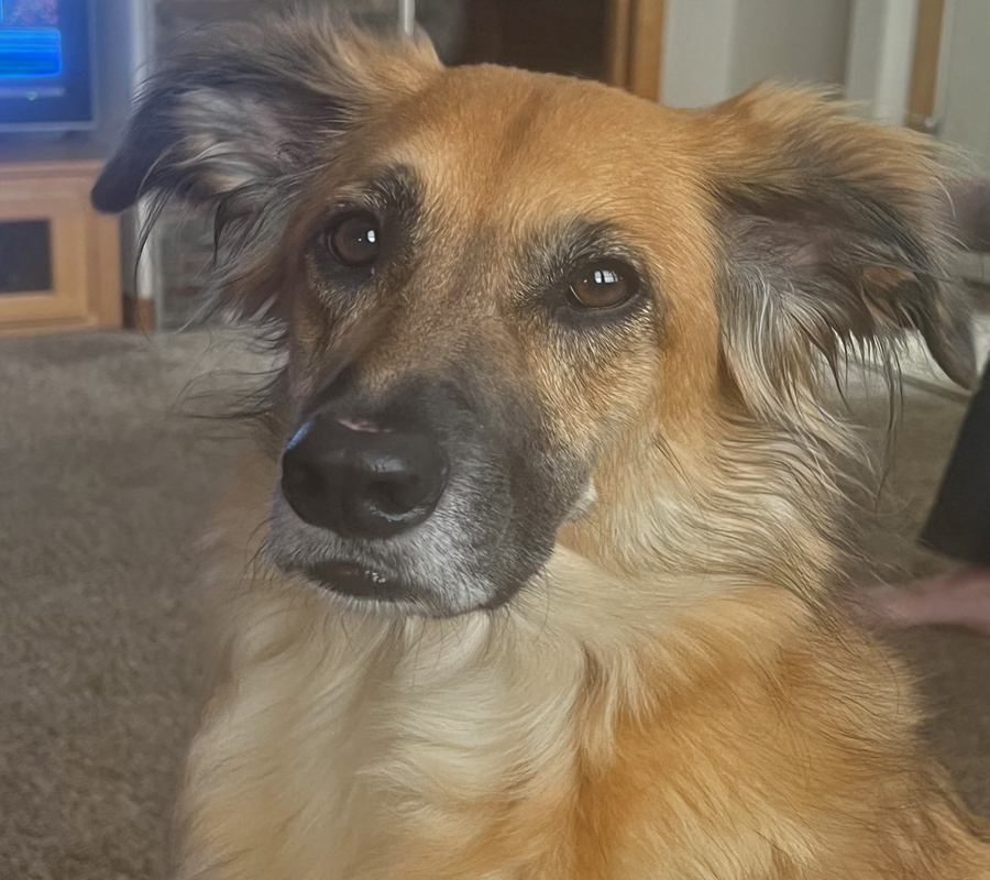 dog looking at camera