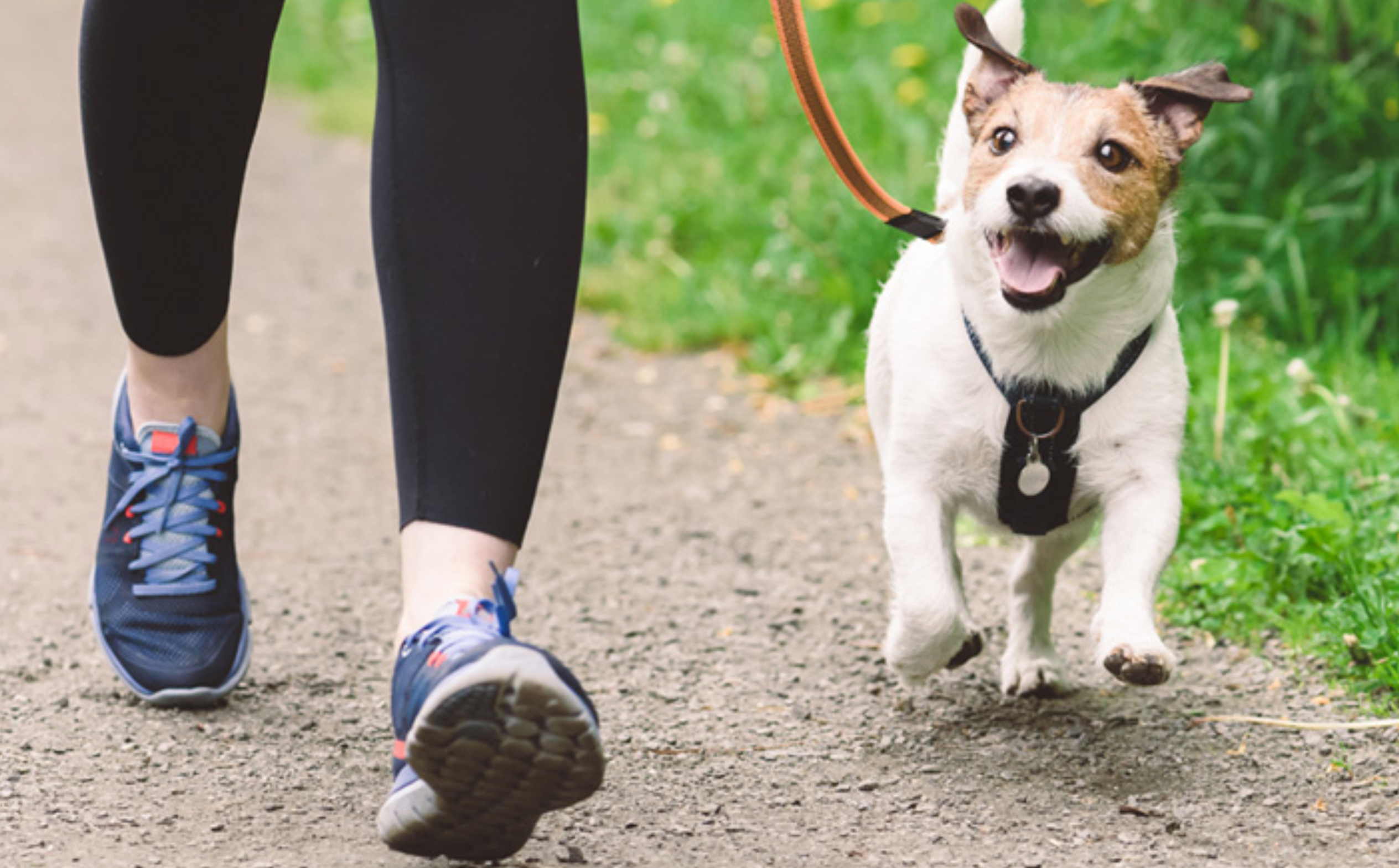 Dog Walking