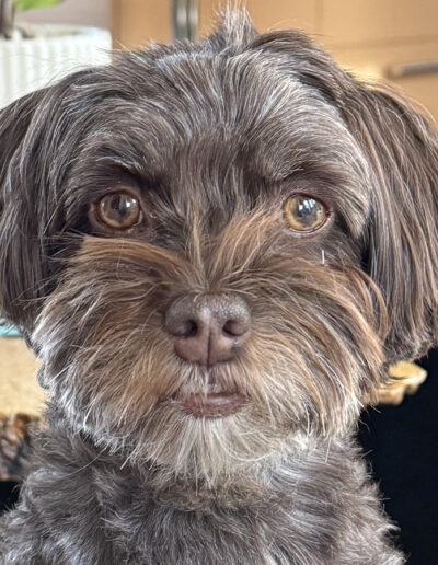 Havanese Dog looking at camera
