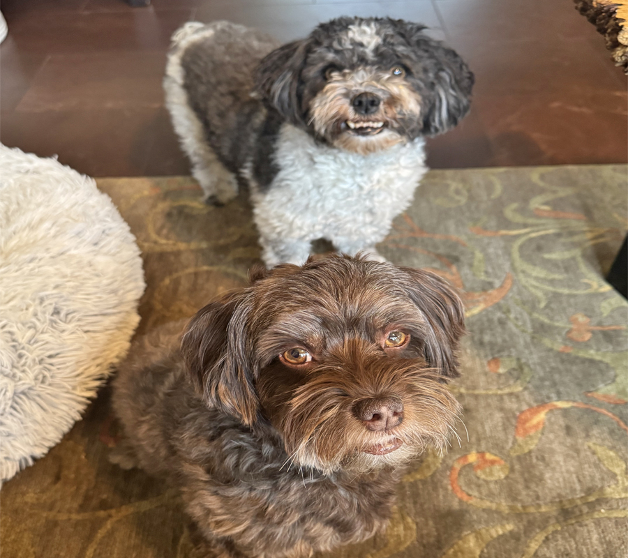 2 Havanese Dogs
