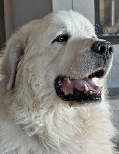 Great Pyrenees