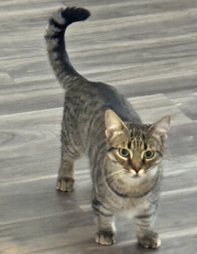 cat with little legs pet sitting