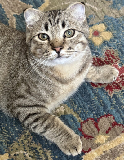 Dwarf Cat Pet Sitting