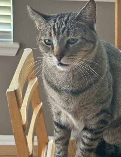 Cat sitting of chair - happy tails pet sitting