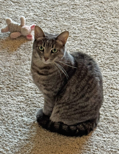 cat with tail around feet