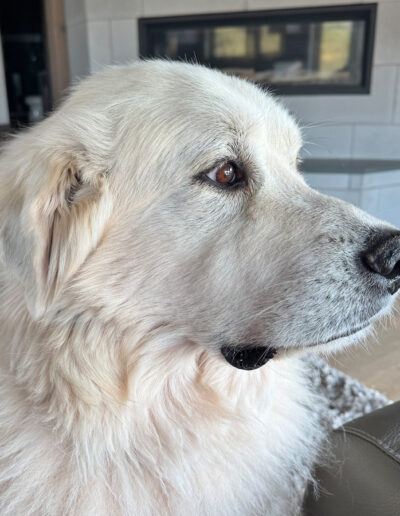 Dog looking out the window